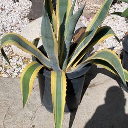 Agave