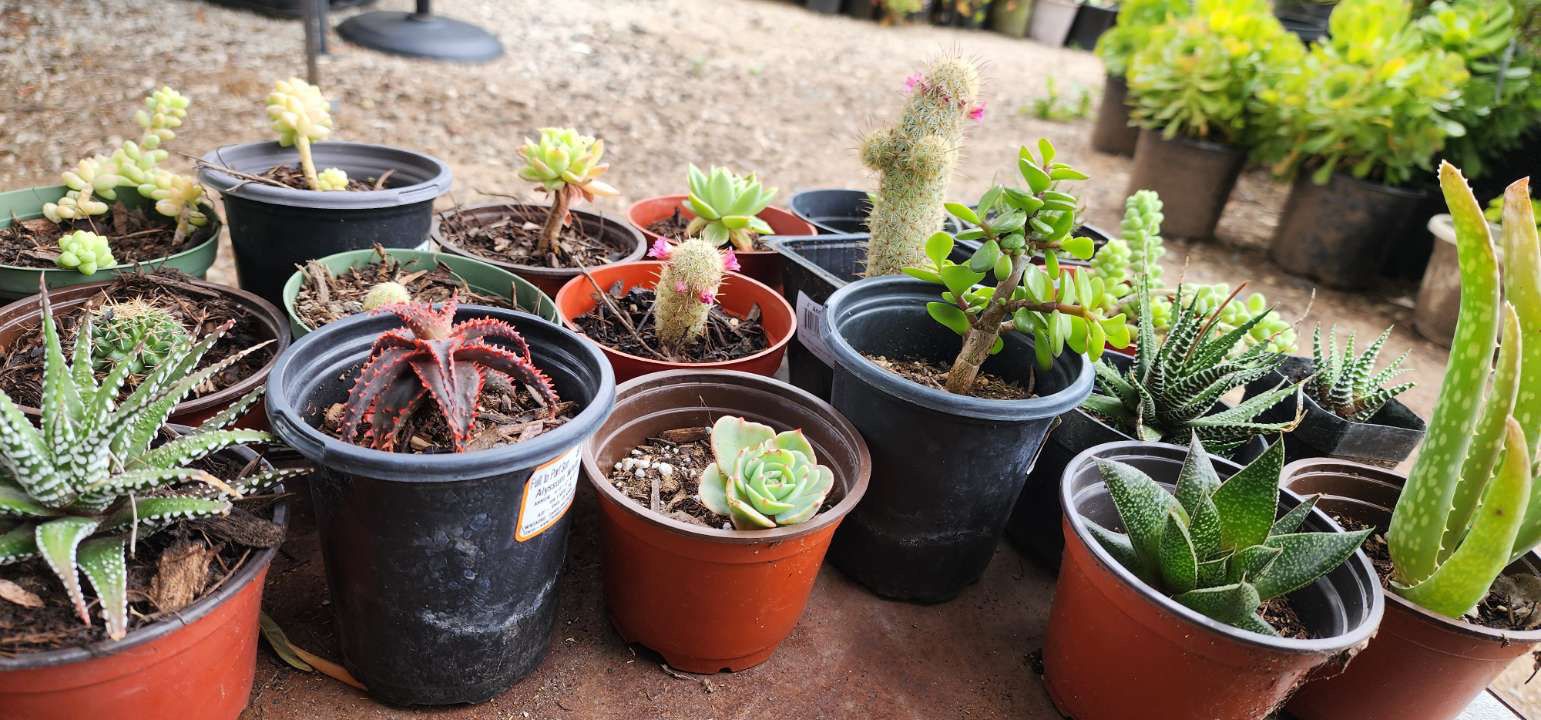 Little Plants 🪴 