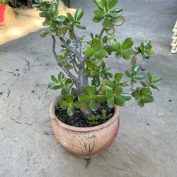 Jade Plant 