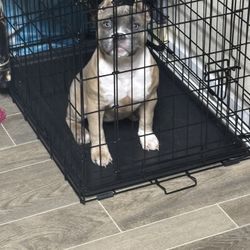Dog Cage 36 Inch With Divider 