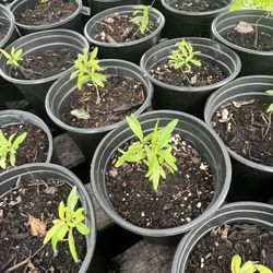 Wonderful And Azadi Pomegranate Seedlings 