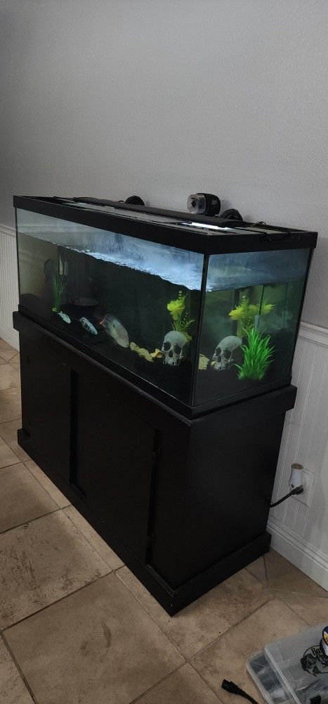 75 Gallon Aquarium With Stand And Fish And Fluval Fx-6