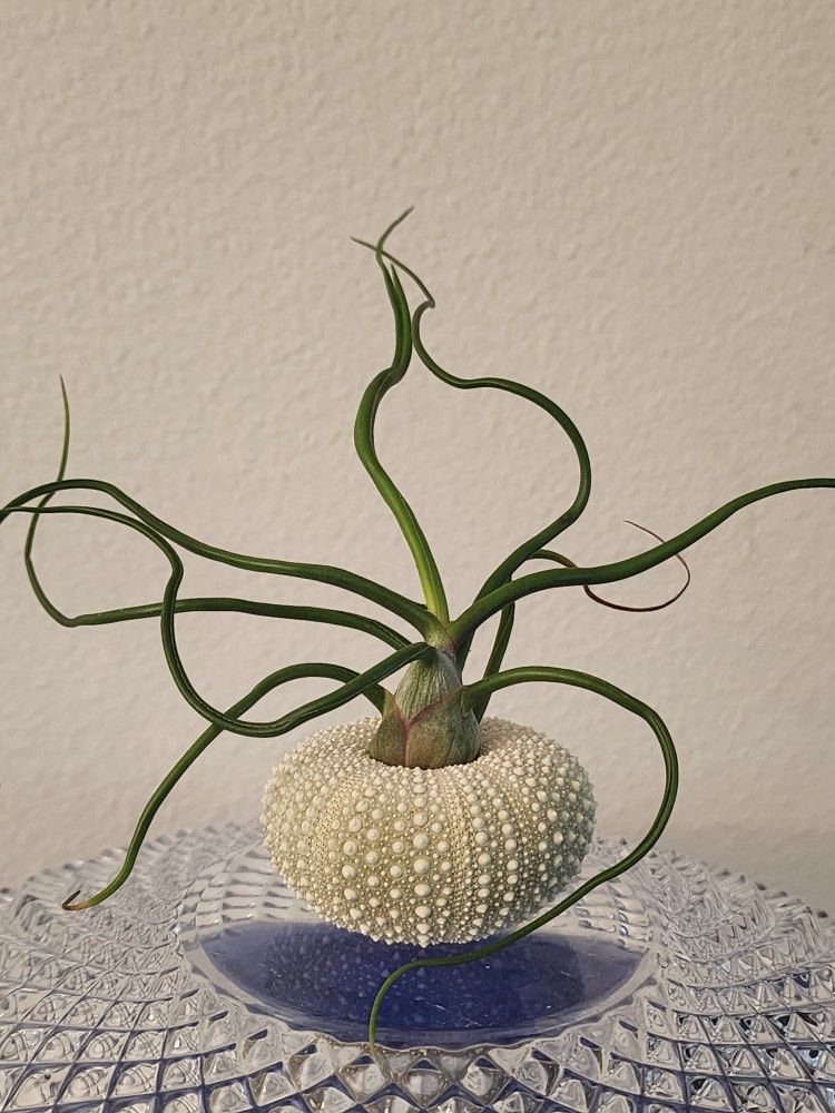 Air Plant