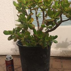 5 Gallon Jade Plant (crassula Ovata)