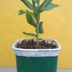 Ginger Plants (Organic)