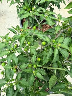 🌶️ Big Pequin Pepper Plant – Loaded with Peppers & Flowers!