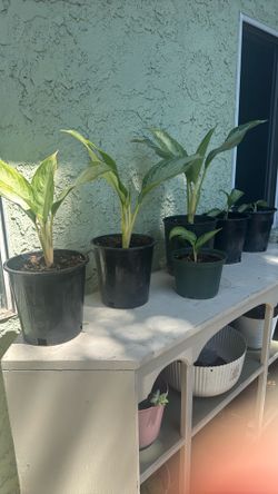Chinese evergreen