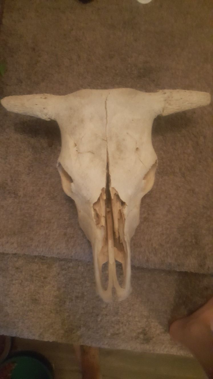 Cow skull