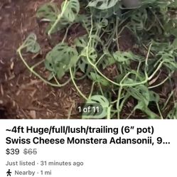 4ft Swiss Cheese Monstera, 95820
