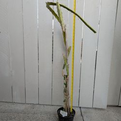 Dragon Fruit- Frankie's Red Variety
