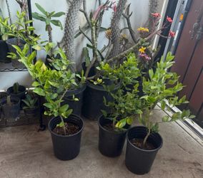 Mexican lemon