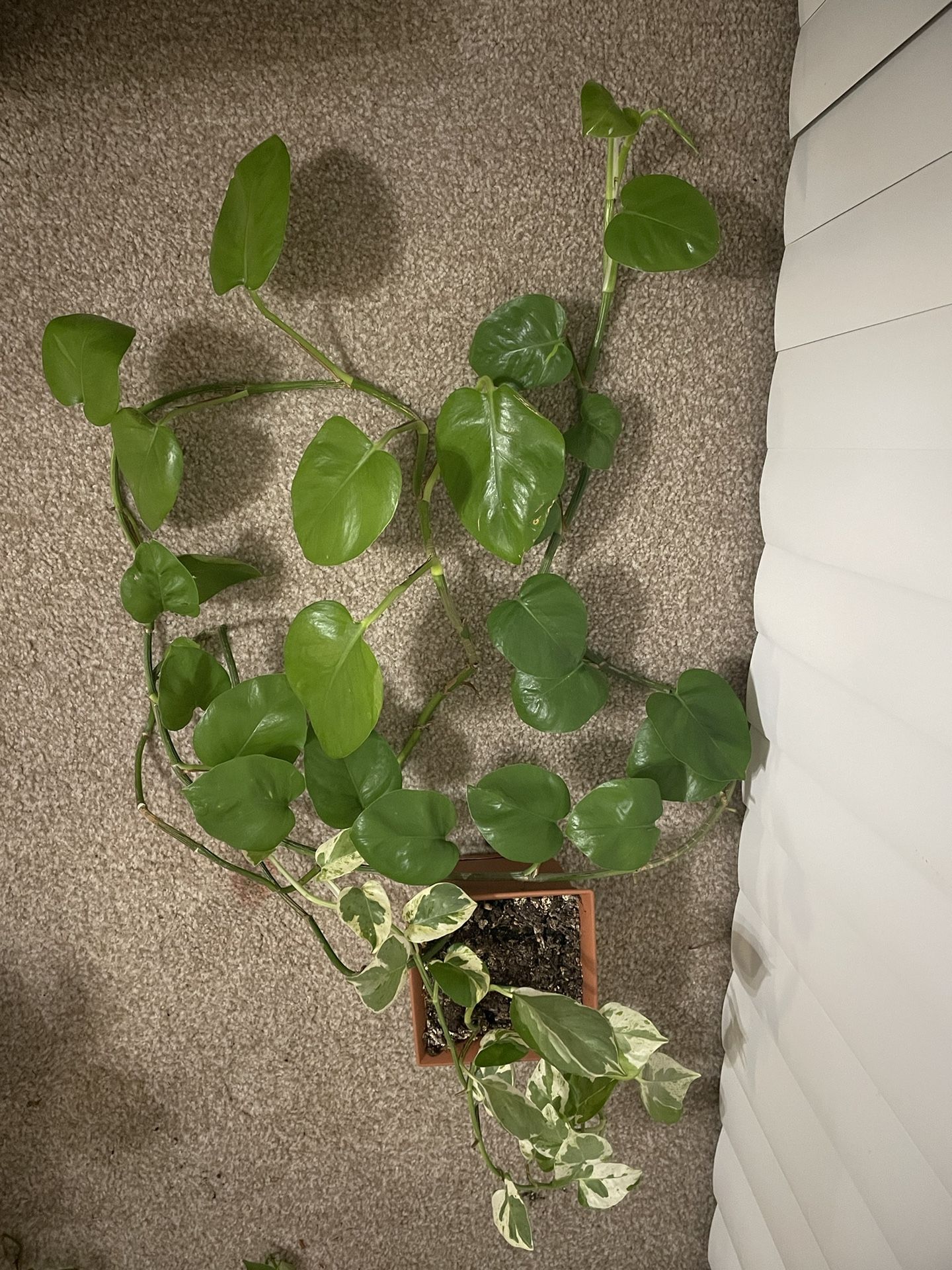 Pothos Flower Pot