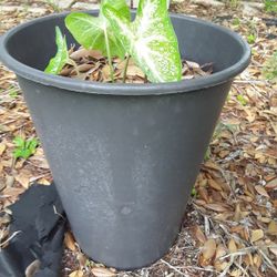 Huge Beautiful Pot With Plant In Weeki Wachee Spring Hill