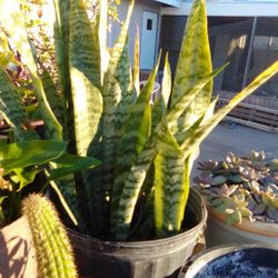 MOTHER-IN-LAW TONGUE /SNAKE PLANT