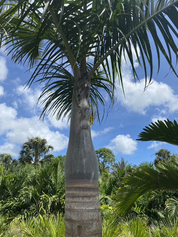 Spindle palm for Sale in Fort Pierce, FL OfferUp