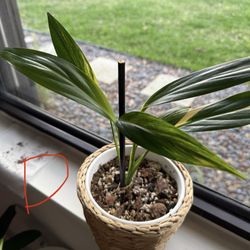 Epipremnum Amplissimum Variegated