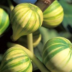 🌿 Panache (Tiger) Fig Tree 🌿