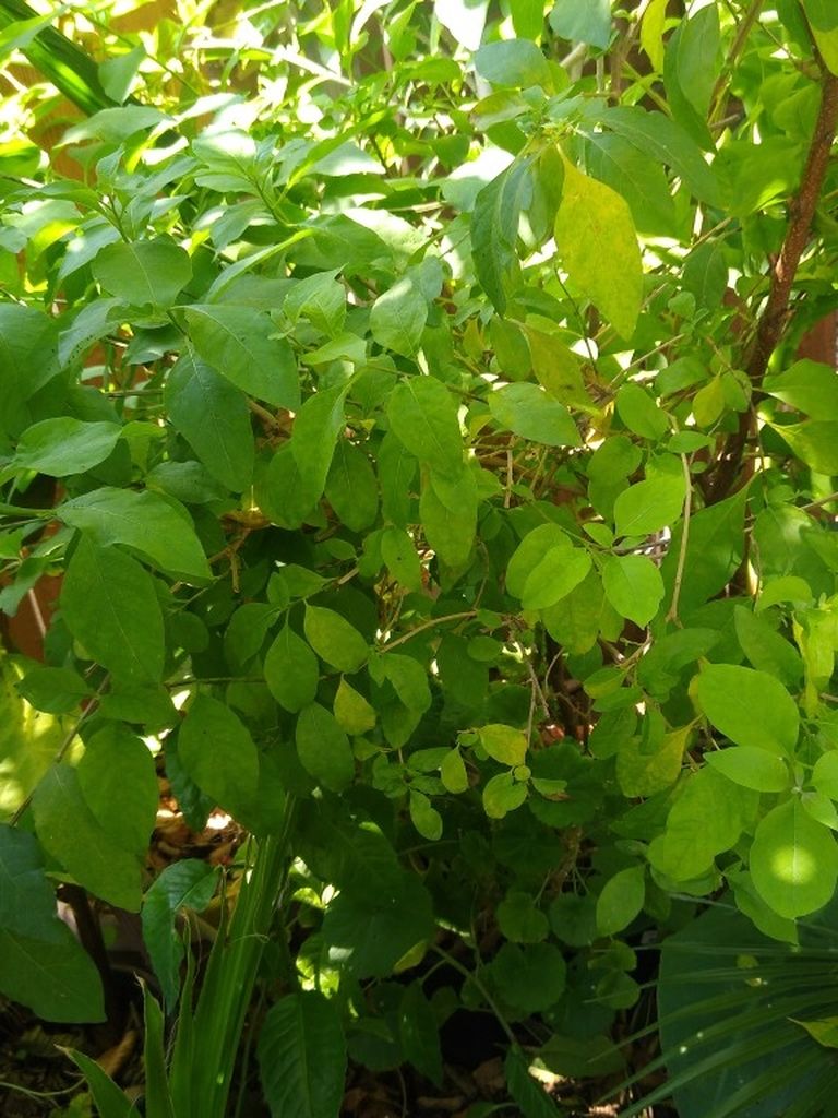 Potato Bush