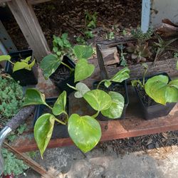 Pothos Plants 