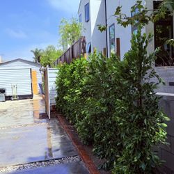 Ficus Trees