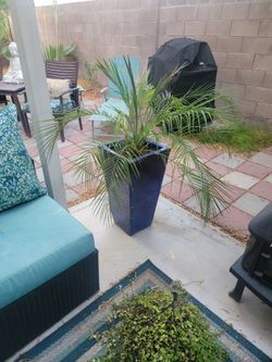Assorted potted plants - 6 ft tall ponytail palms, 6ft tall oleander trees,  some pots very $$ but moving and need to sell.