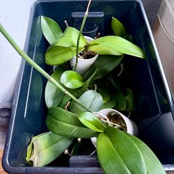 •••FREE••• Dormant Orchids
