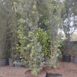 Podocarpus Hedges 25gl 7-7.5ft🌼$95