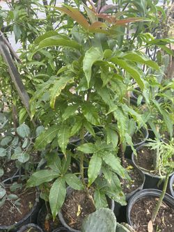 Árbol De Zapote De 5 Galones 