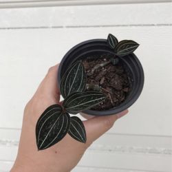 Beautiful Plant
