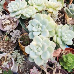 Echeveria Sedum Clavatum Variegated Cluster In Gallon/6inch Pot Pick Up In Upland 