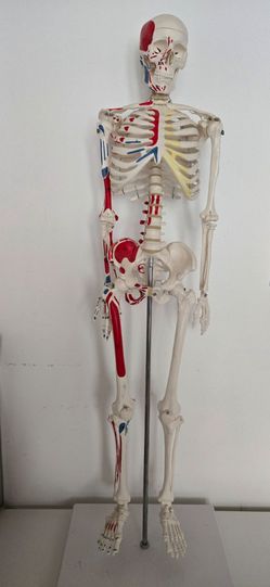 Medical Grade Skeleton Model, 33in (85cm), Muscle Painted, Numbered