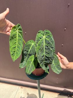 6” xl anthurium Warocqueanum x magnificum