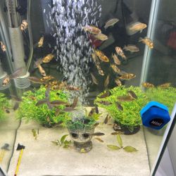 Decoración De Acuario 