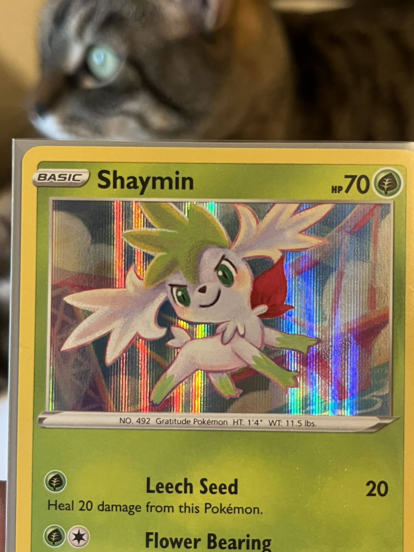 Shaymin Holo