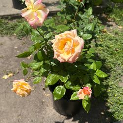 Plant Sale