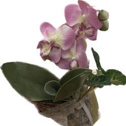 Beautiful Artificial Orchid (growing Out Os Stone)