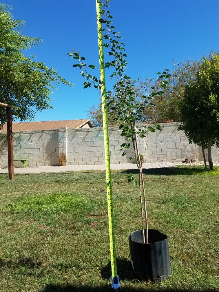Guamuchil tree for Sale in Phoenix, AZ OfferUp