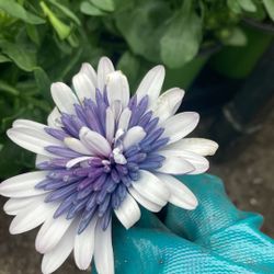 Plants African Daysys 