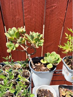 Rooted succulents