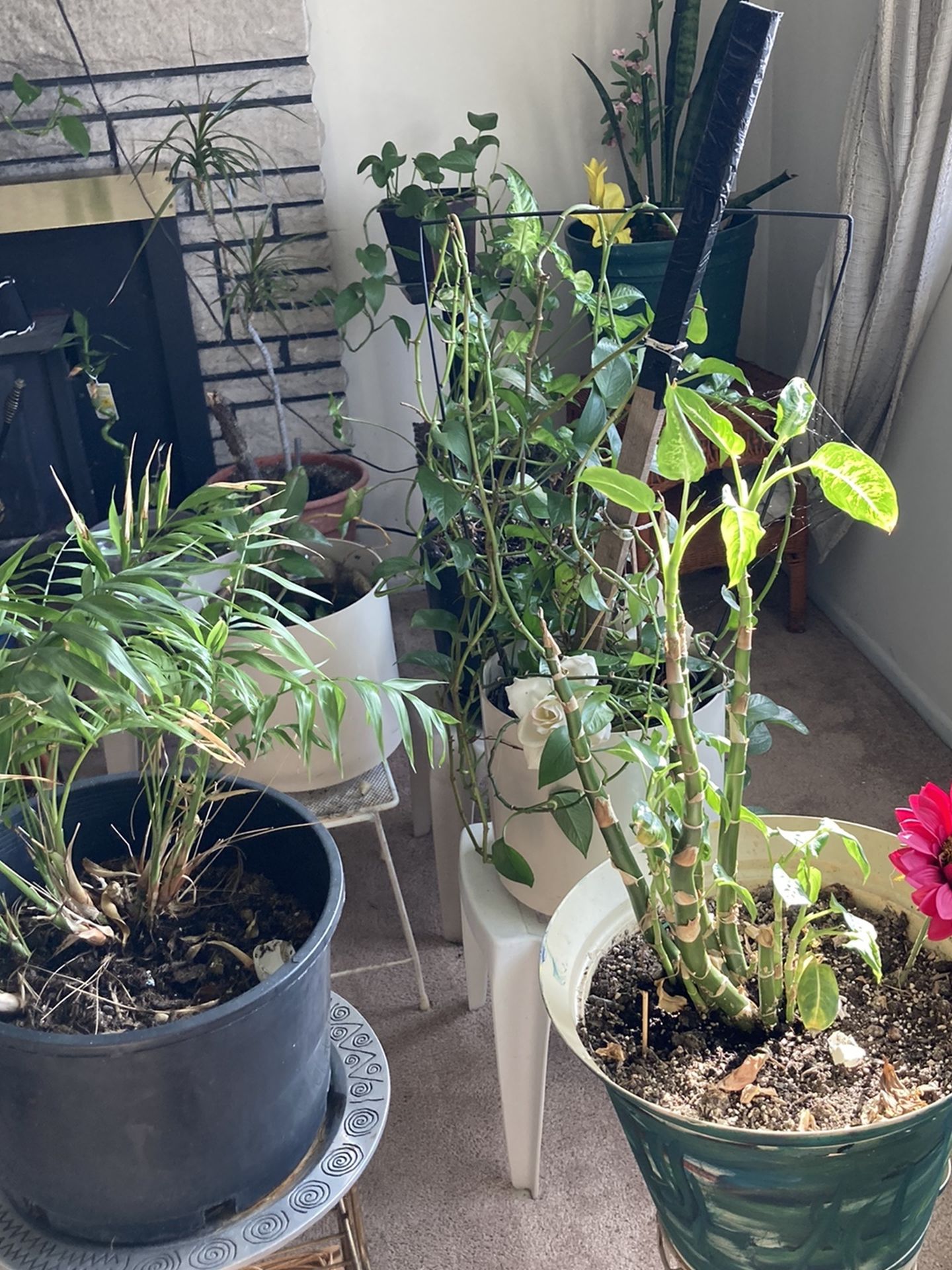 Plants