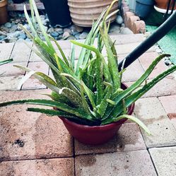Aloe  Plants, Medicinal 