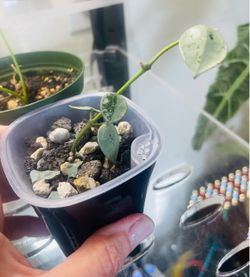 Hoya Lacunosa Mint Coin