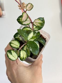 Hoya Mathilde Varigated 