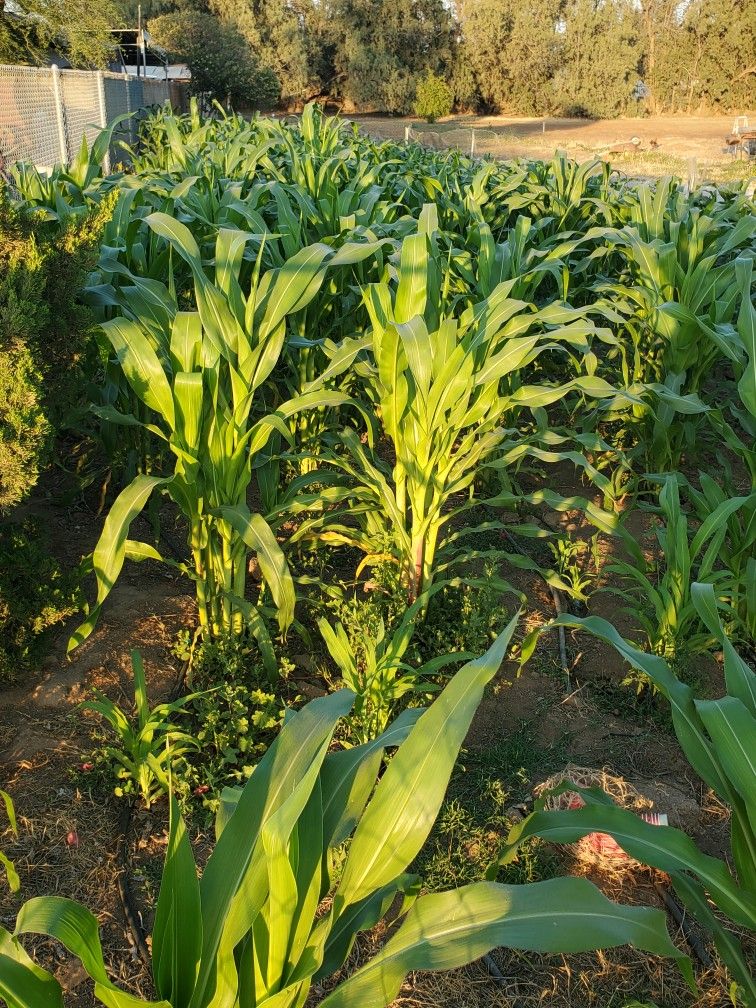 Hoja πde Milpa πππΏ