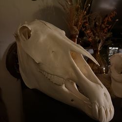 HORSE SKULL TAXIDERMY