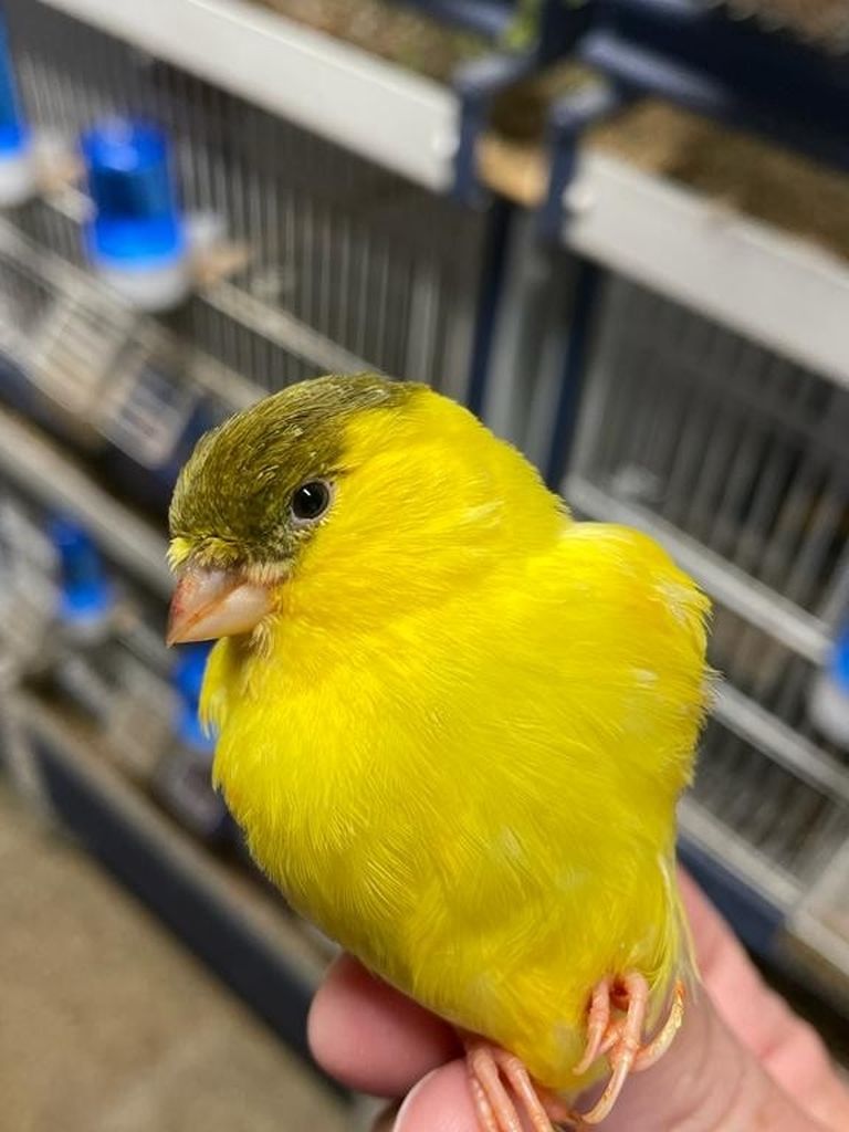 Beautiful Canaries