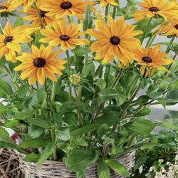 Flowers Rudbeckia