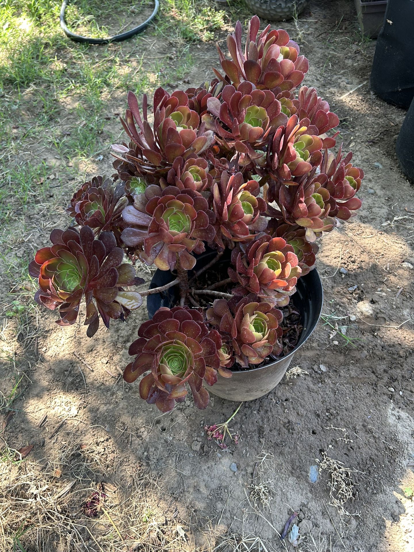 Succulents
