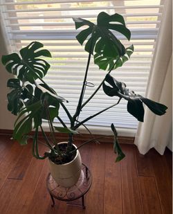 Approximately 4’ tall  - 11 leaf Monstera plant