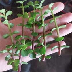 Jade Plant Clippings